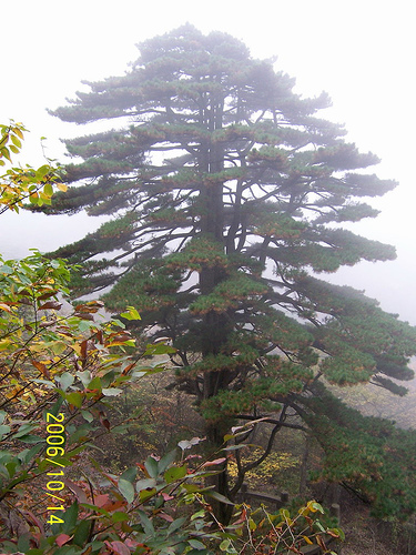 huangshan12.jpg