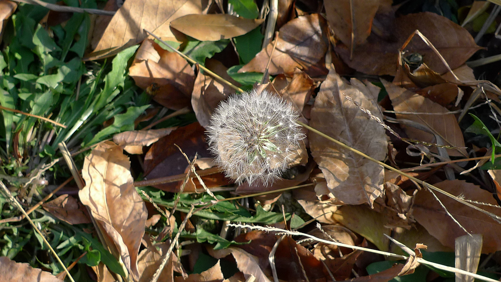 Dandelion.jpg