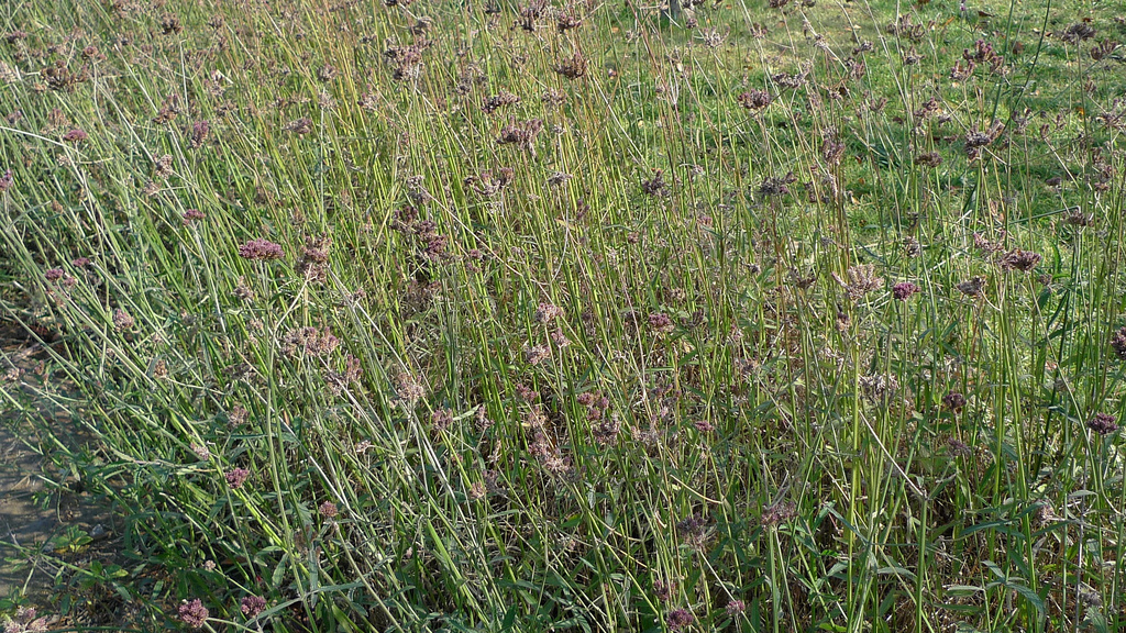 wild-grass.jpg